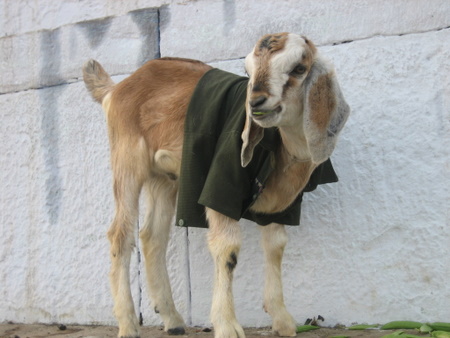 chèvre